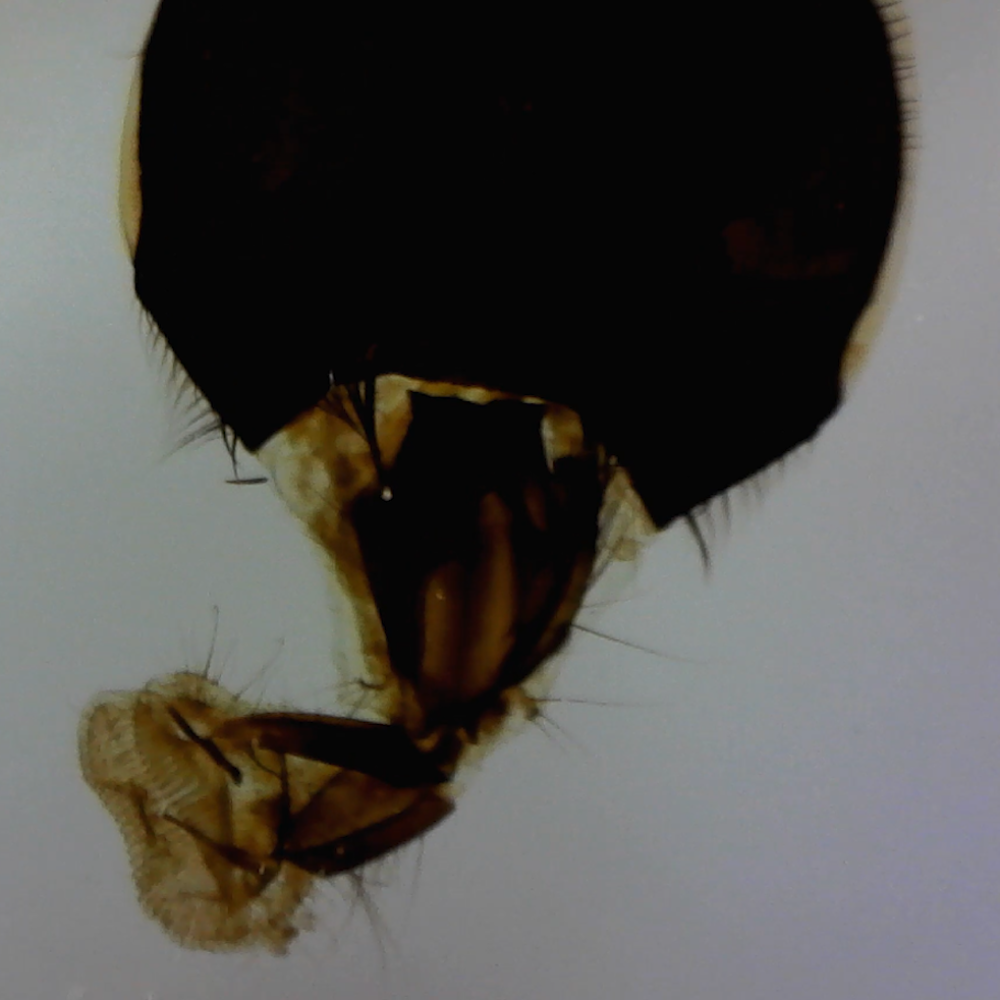 Carson Digitales USB Mikroskop 108-569x mit Rekorder