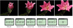 Pixel Timer-Fernbedienung Drahtlos TW-283/DC0 für Nikon